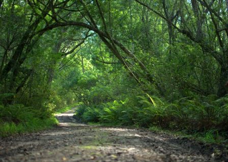 Knysna Forest and Coastal Walks 3 Knysna Elephant trail 1