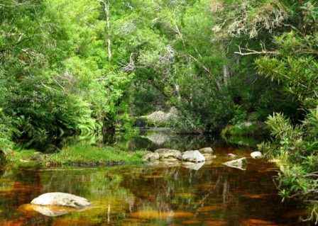 Knysna Forest and Coastal Walks 1 Knysna Elephant trail 3