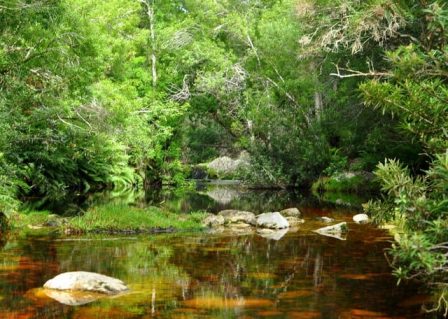 Knysna Forest and Coastal Walks 1 Knysna Elephant trail 3