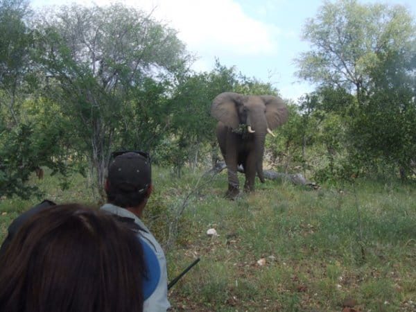 Kruger Wilderness Trails 3 Wildlife hiking Kruger area