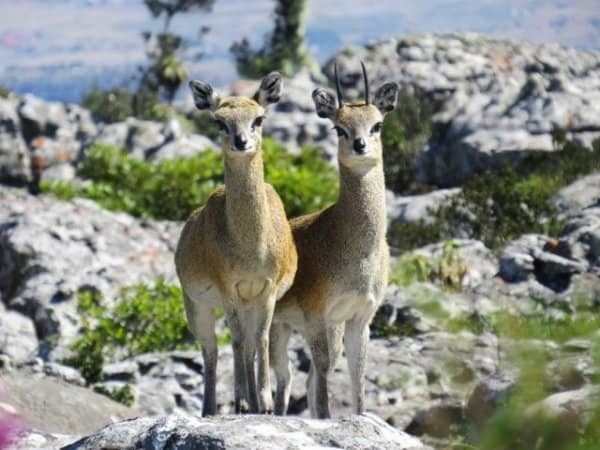 Game and bird viewing. The Kruger and Blyde Canyon area bird list close to 600 species