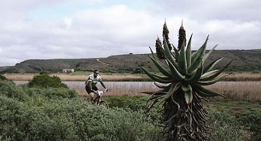 Whale Coast Cycling 1 More than 260 bird species on Whale Coast cycling tour in De Hoop reserve